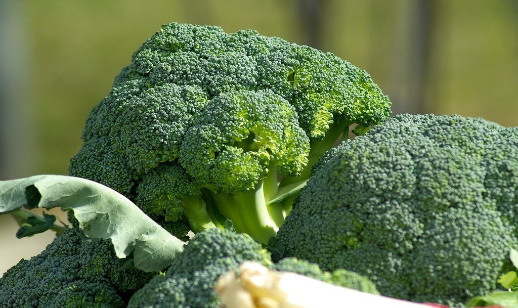 Der regelmäßige Verzehr von Brokkoli und Kohlgemüse schützt vor Brustkrebs